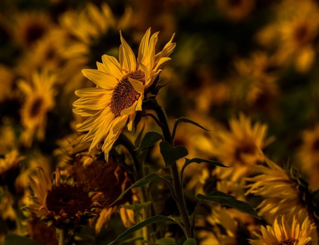 planting sunflower seeds