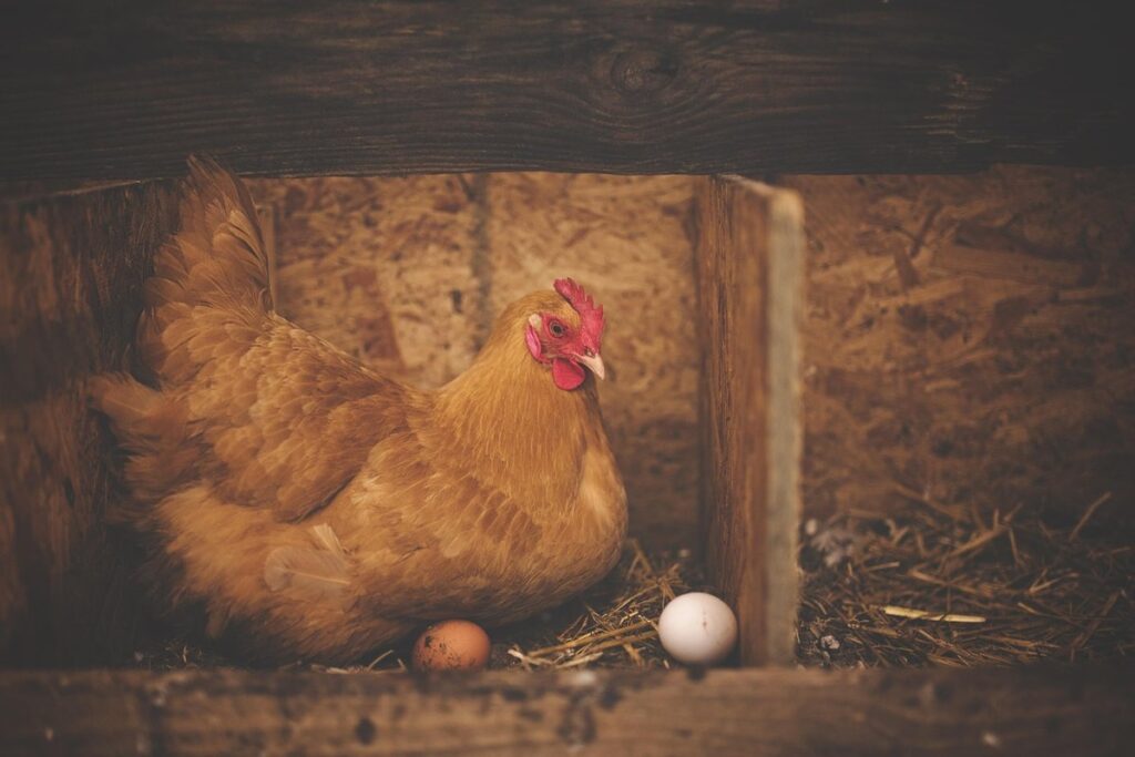 how many chickens should i get