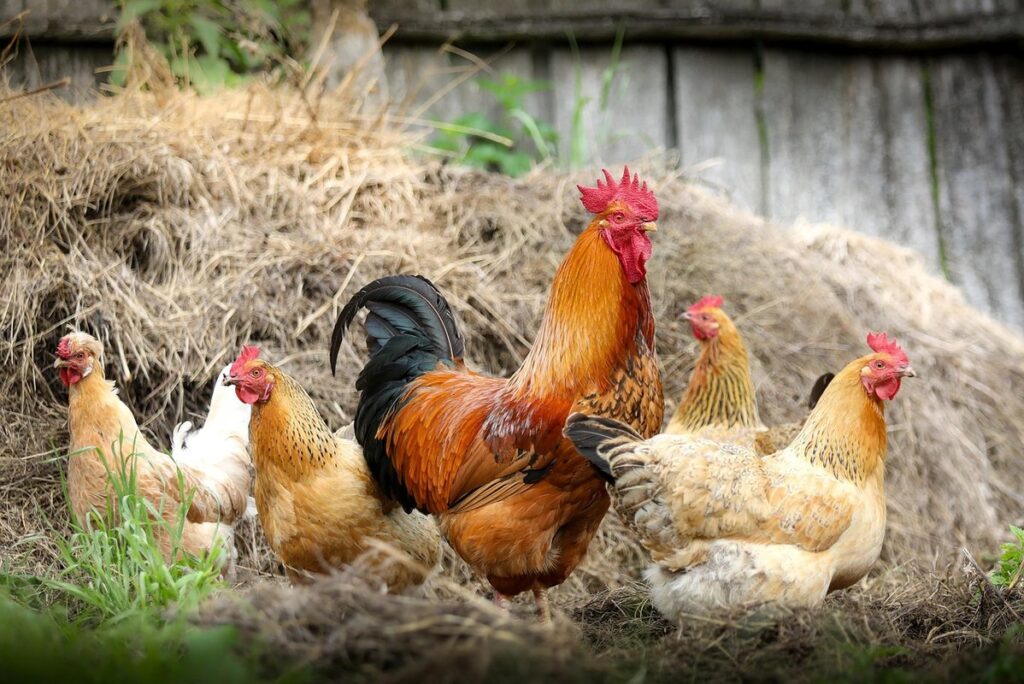 poultry farming