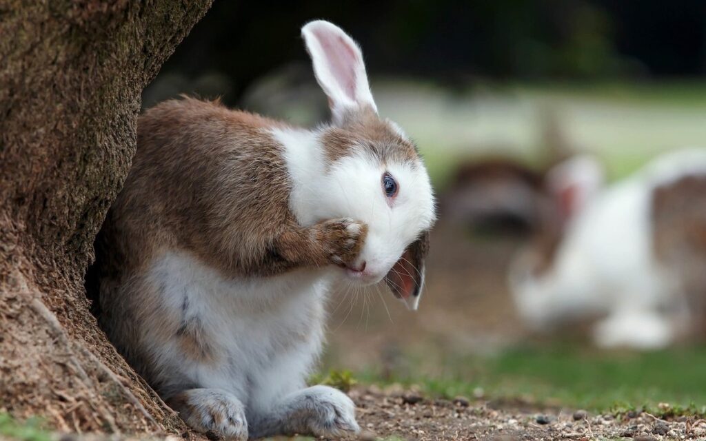 how to keep rabbits from eating plants
