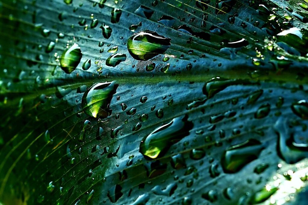 best method to collect rainwater