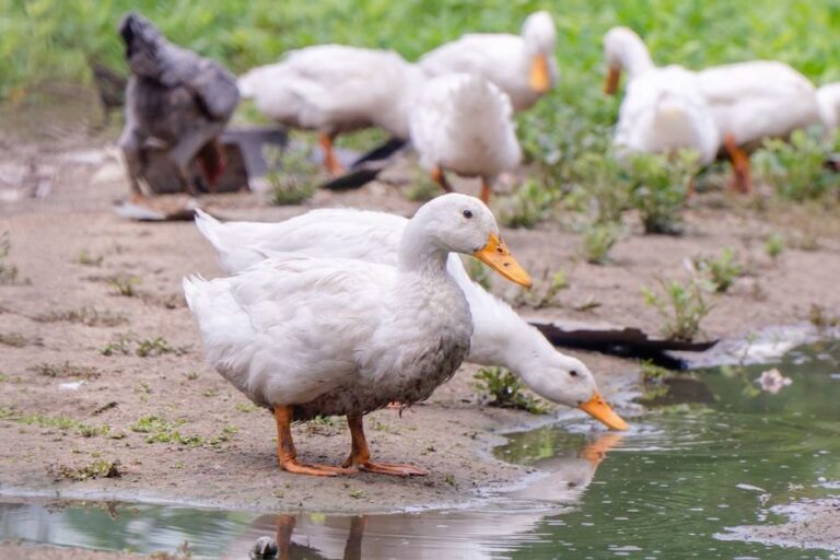 raising ducks for meat