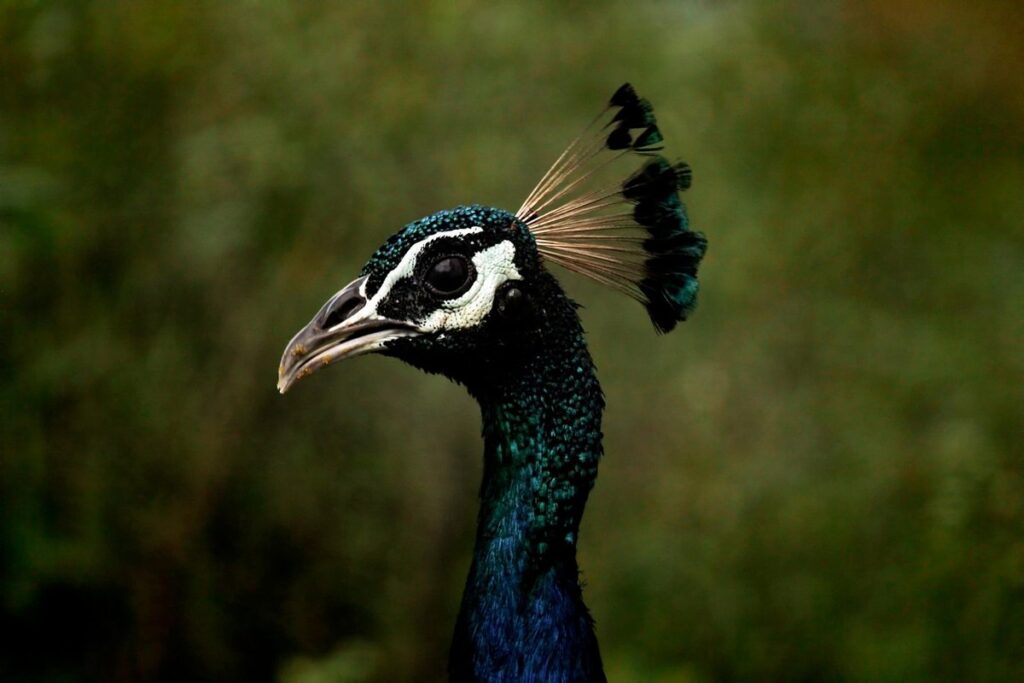 raising peafowl