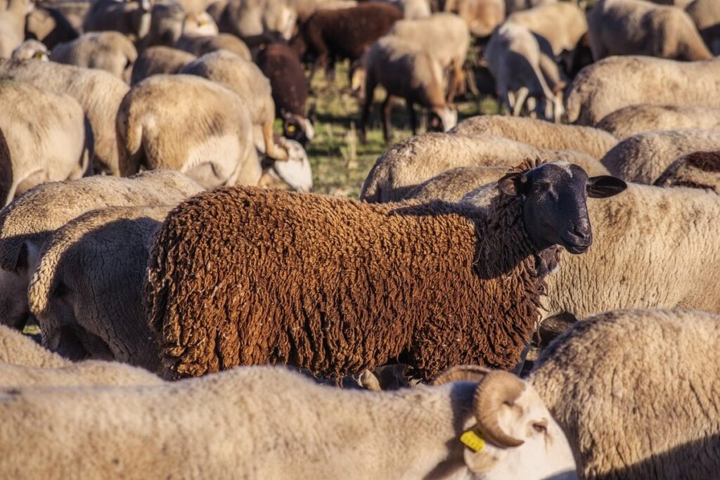 raising sheep