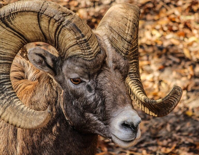 what is a ram sheep