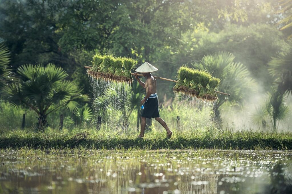 rice harvest