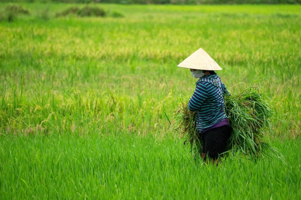 how to plant rice