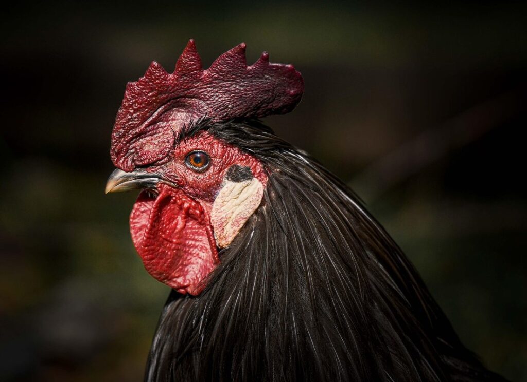 salpingitis in hens