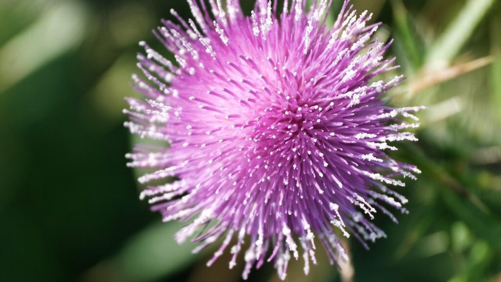 scotch thistle