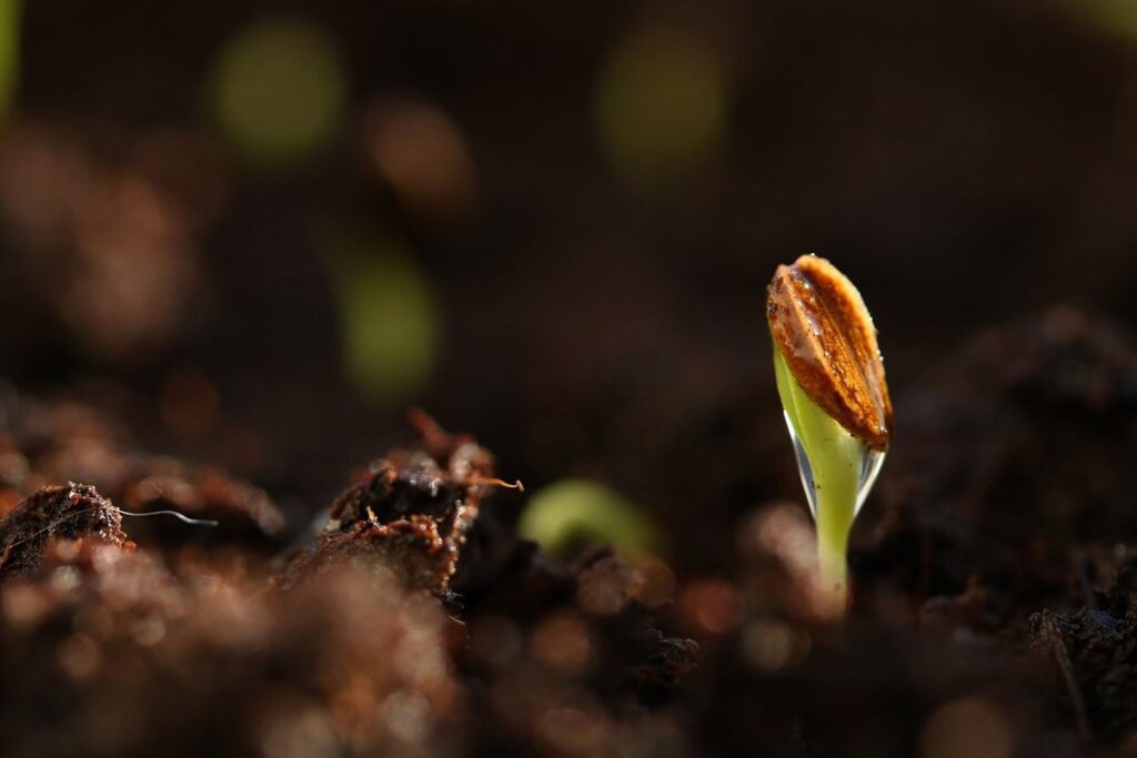 Seed Germination