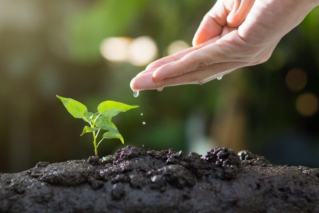 how often to water seedlings