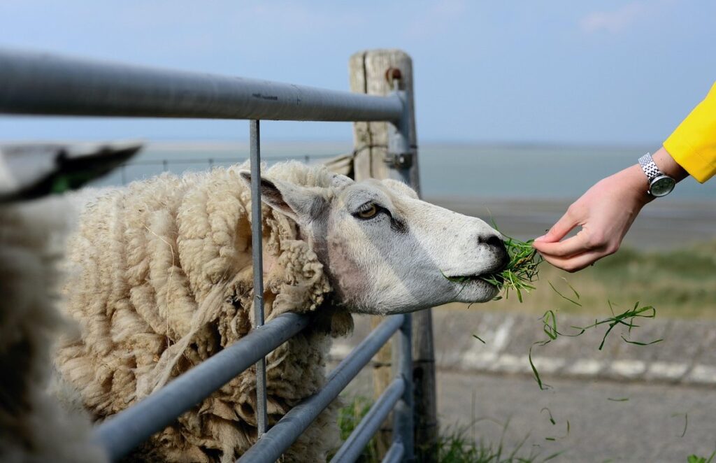 sheep agriculture