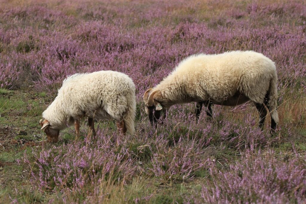 what do the sheep eat