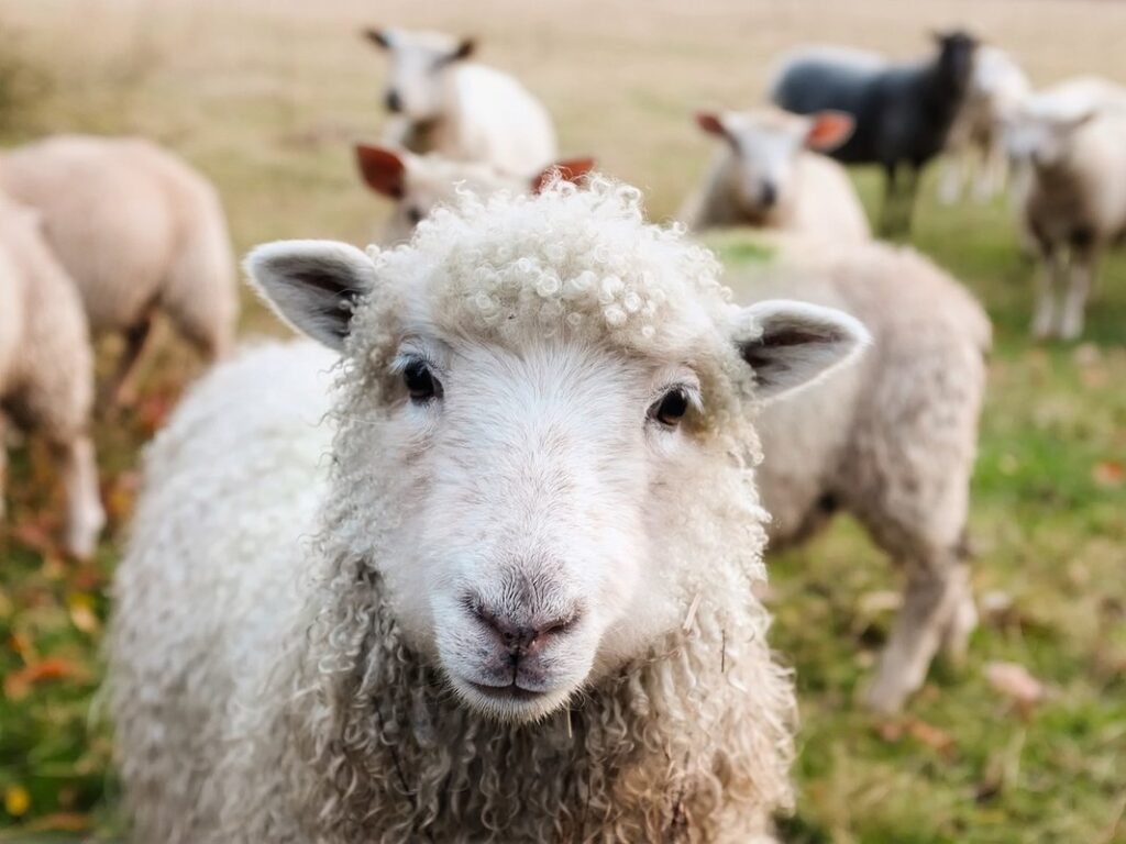 raising sheep for wool