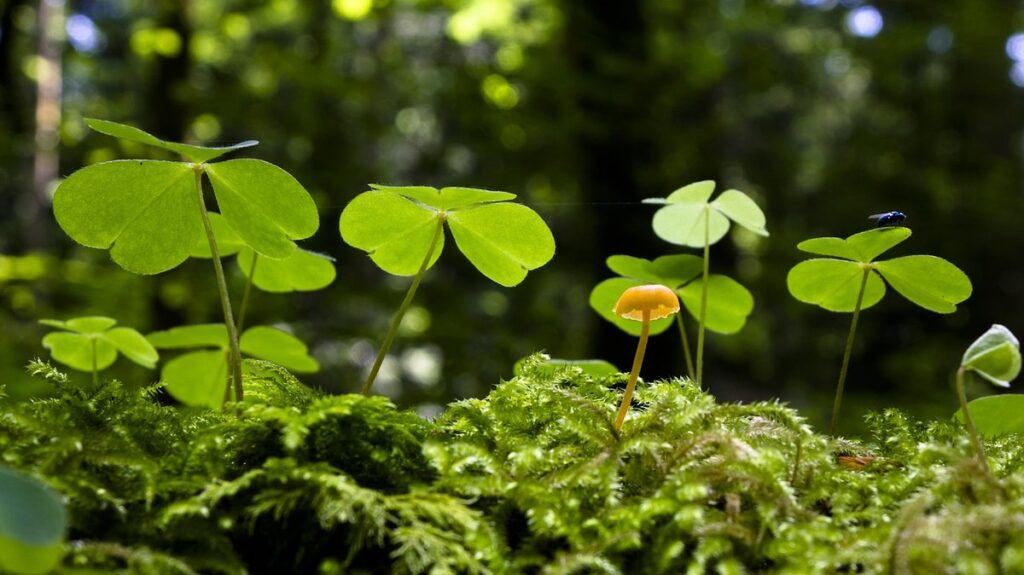 sheep sorrel