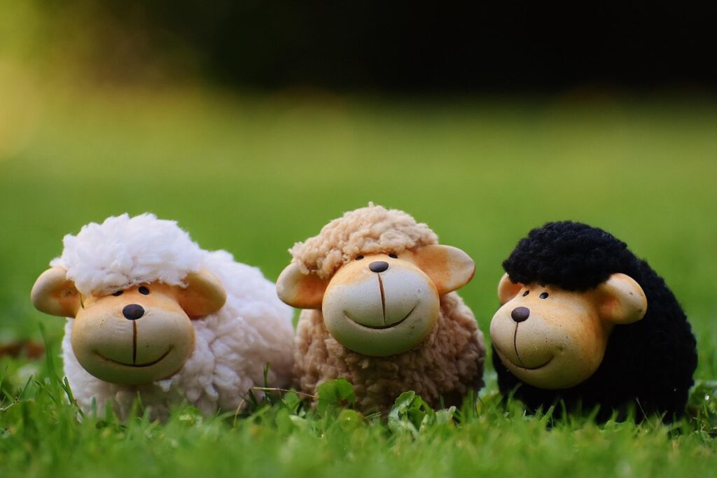 karakul sheep