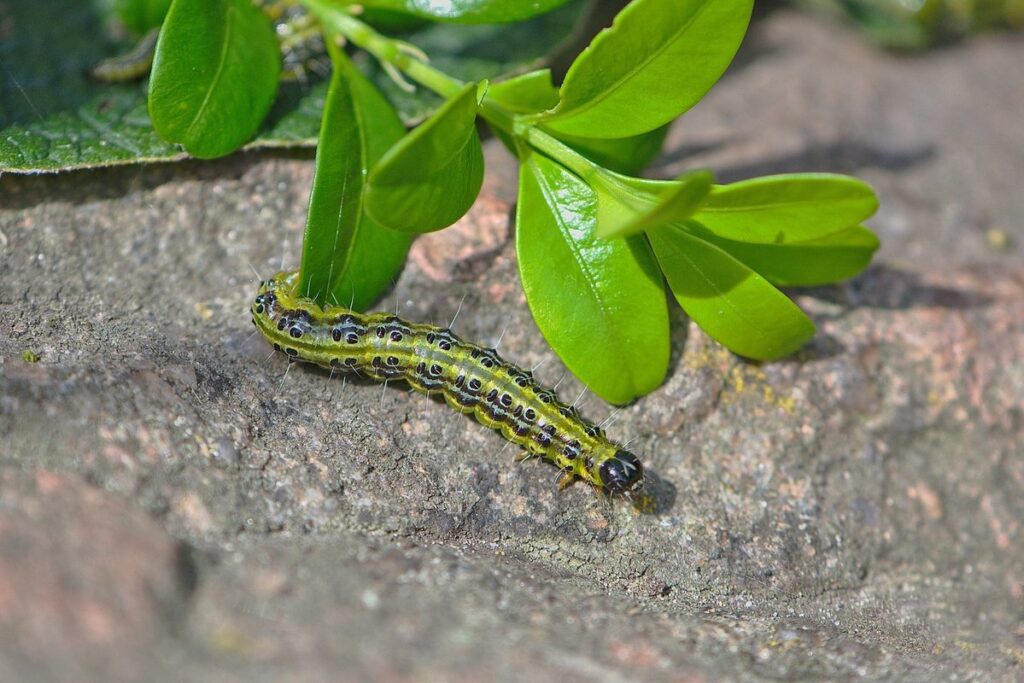shot hole borer