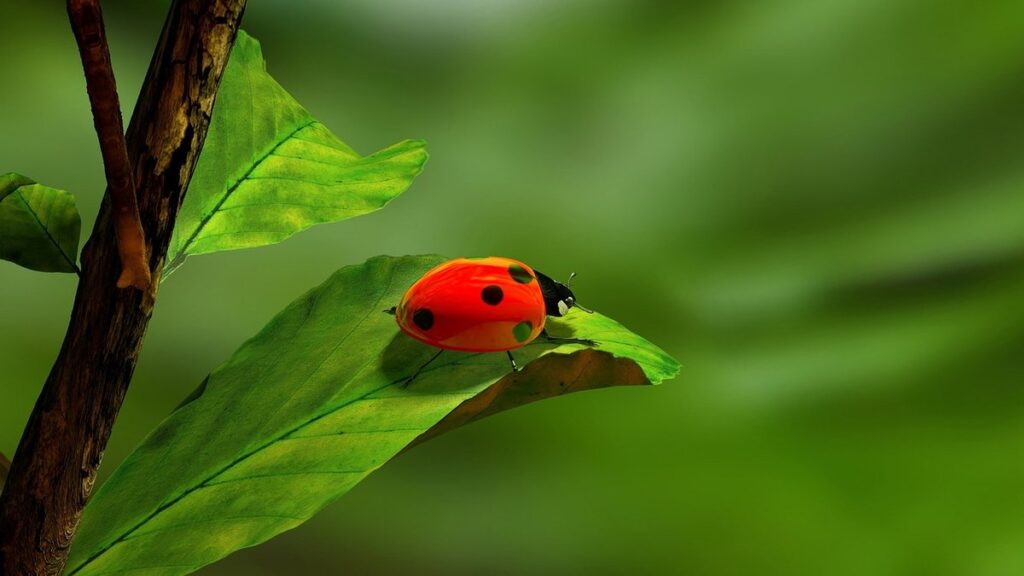 small hive beetle