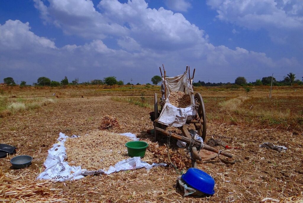 sorghum grain