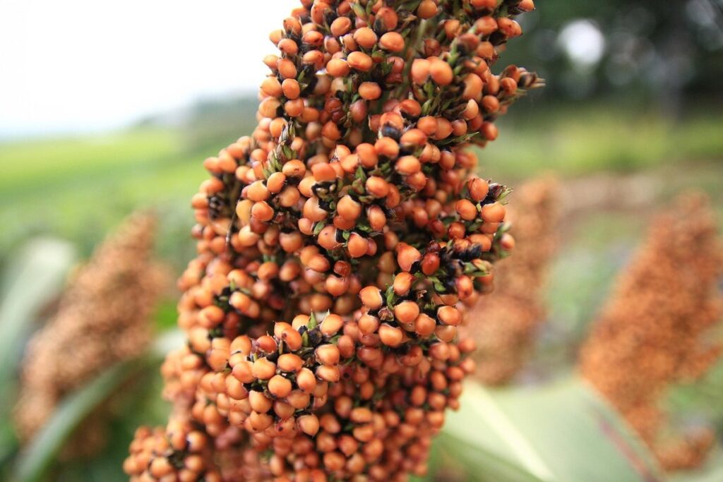 what is sorghum plant