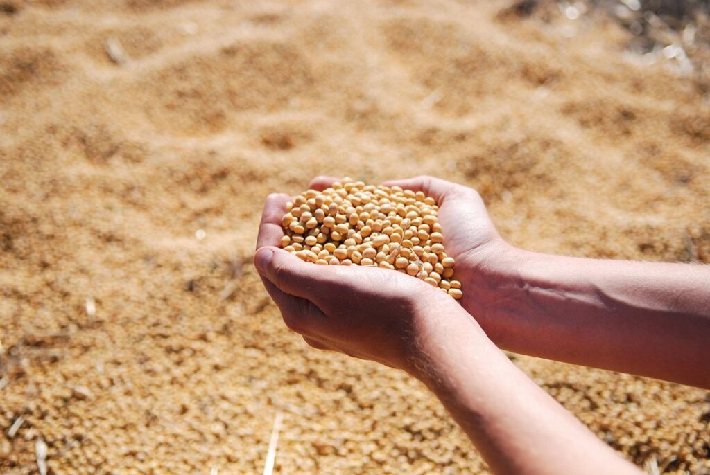soybean seeding rate