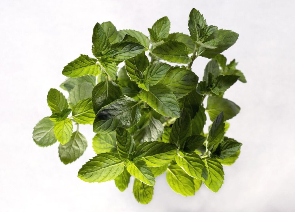 growing spearmint in pots