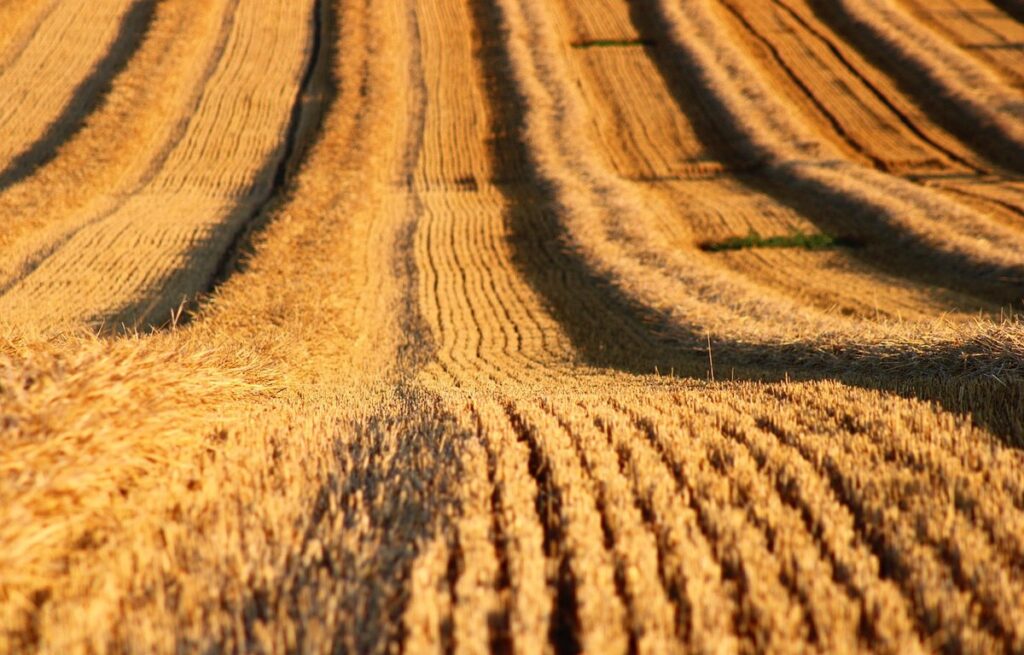 stubble cropping