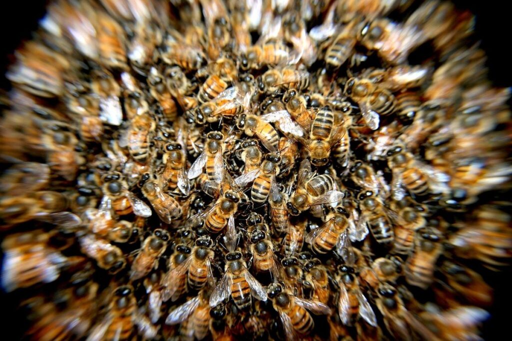 swarming honey bees