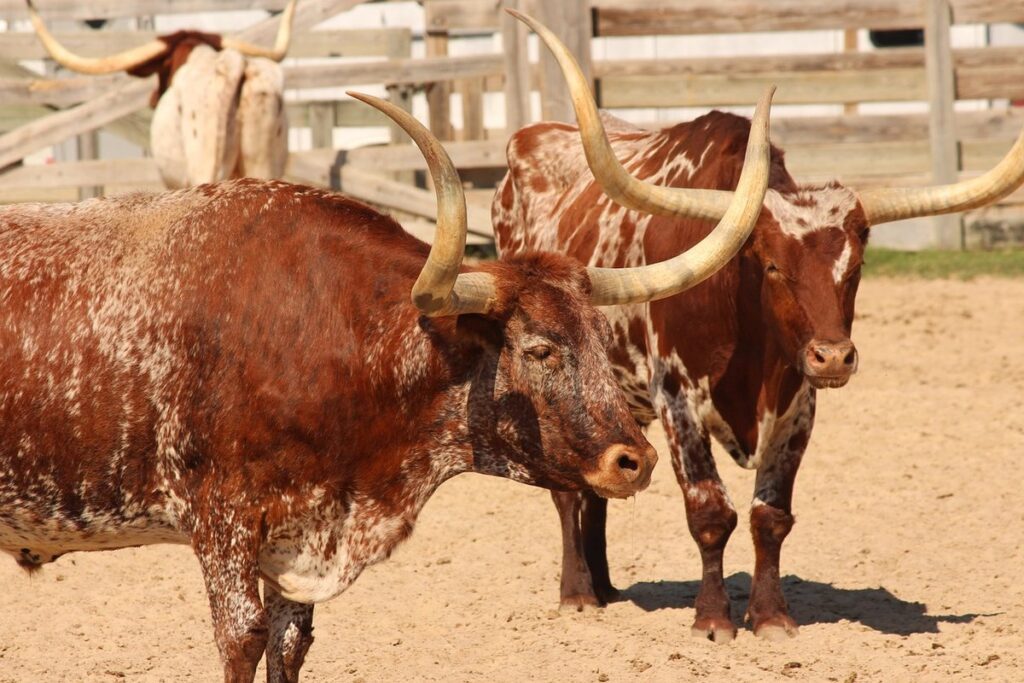 texas agriculture