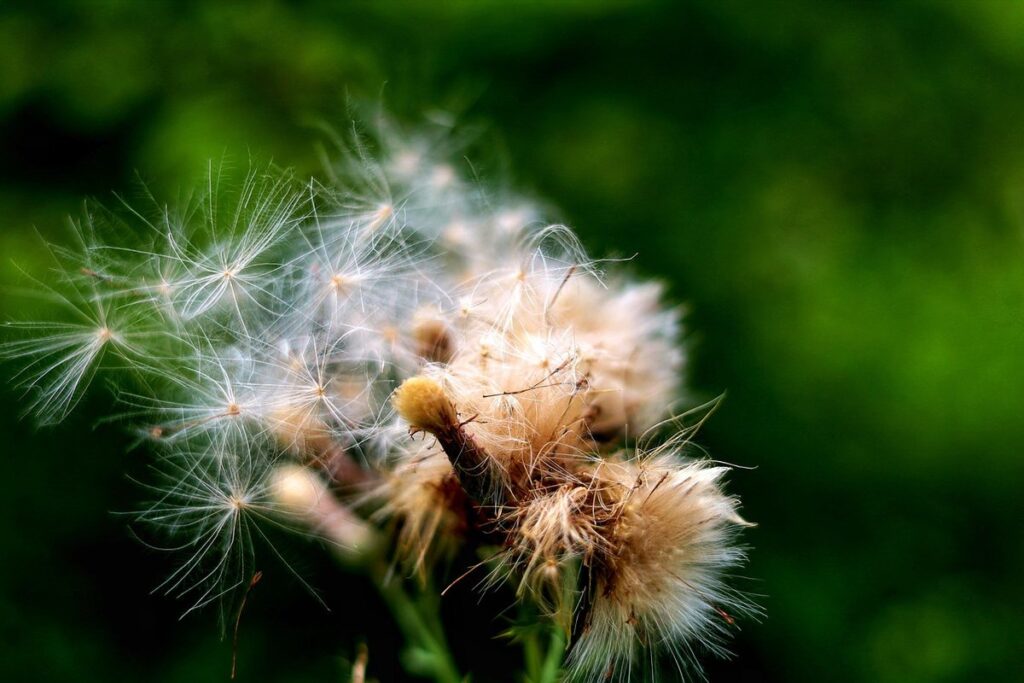 thistle weed