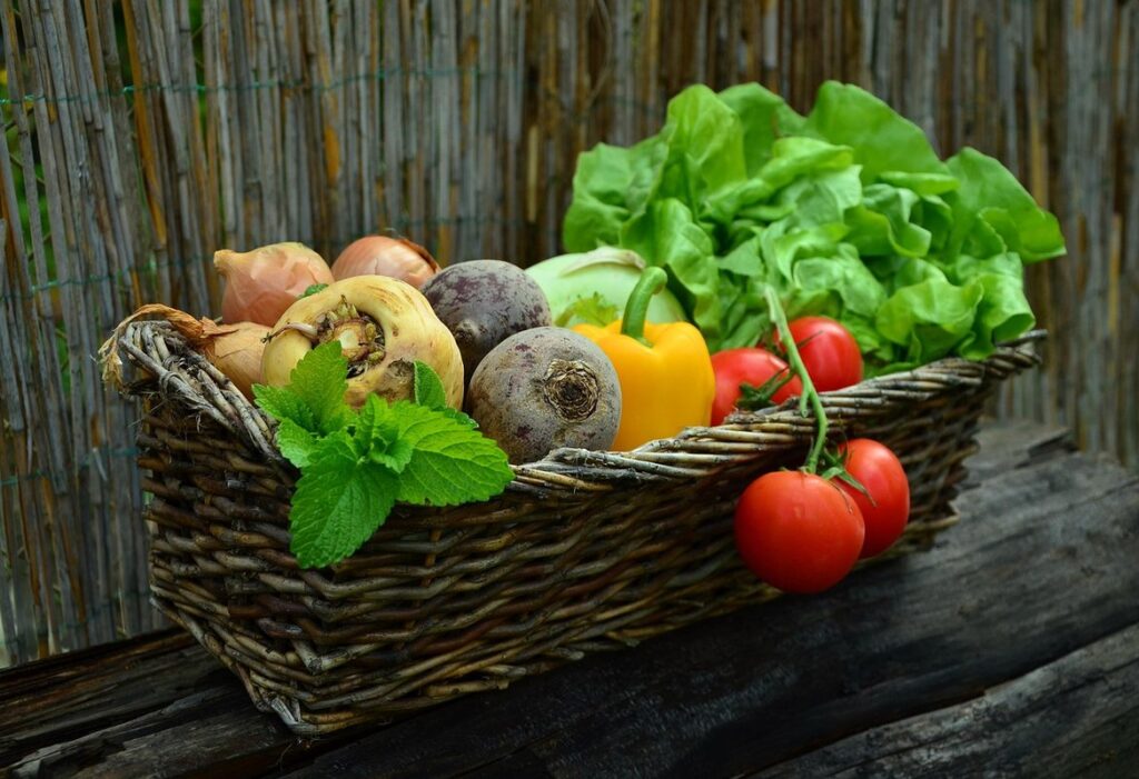 when are tomatoes harvested