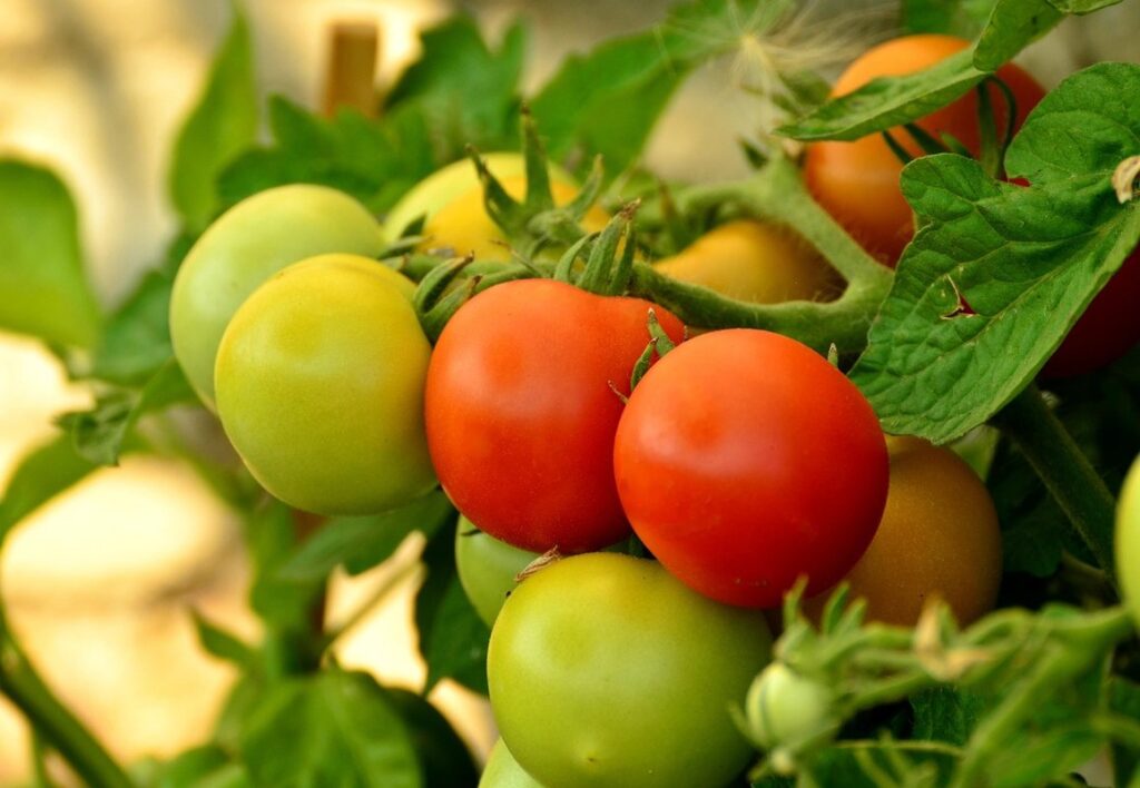how to plant tomatoes in a pot