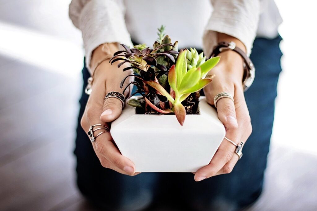 growing tomato plants in pots