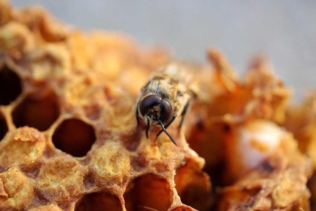 types of beekeeping