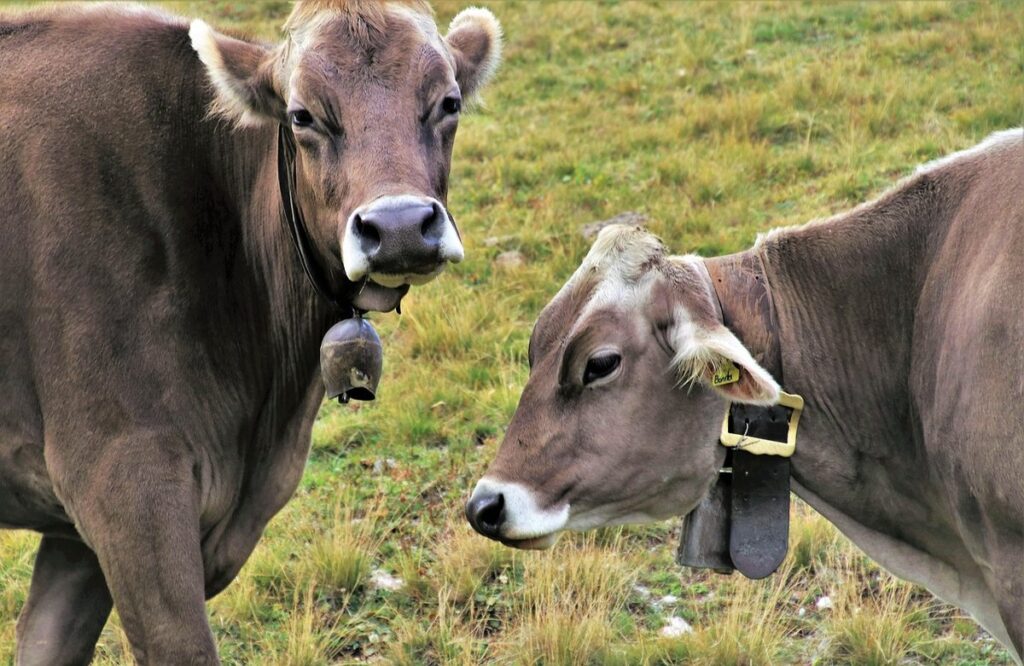 types of cows