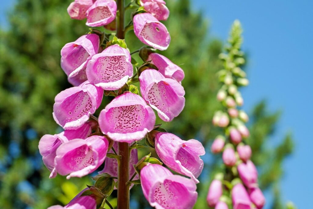 how to build a vertical garden
