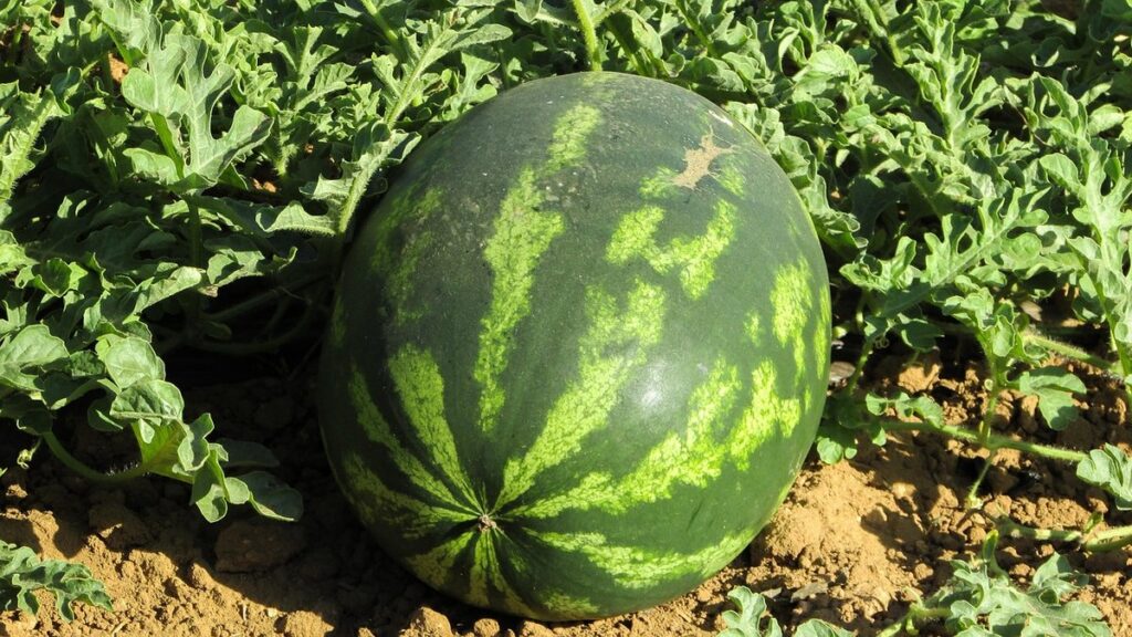 how to grow watermelon from seed
