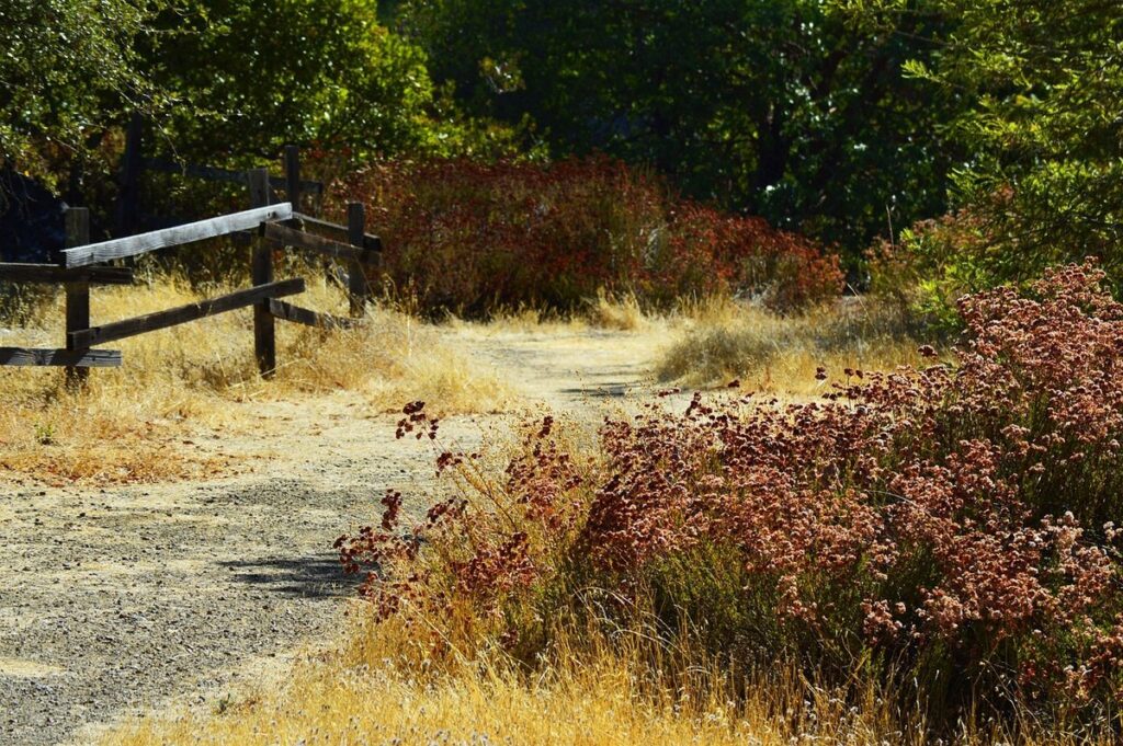 weeds of california