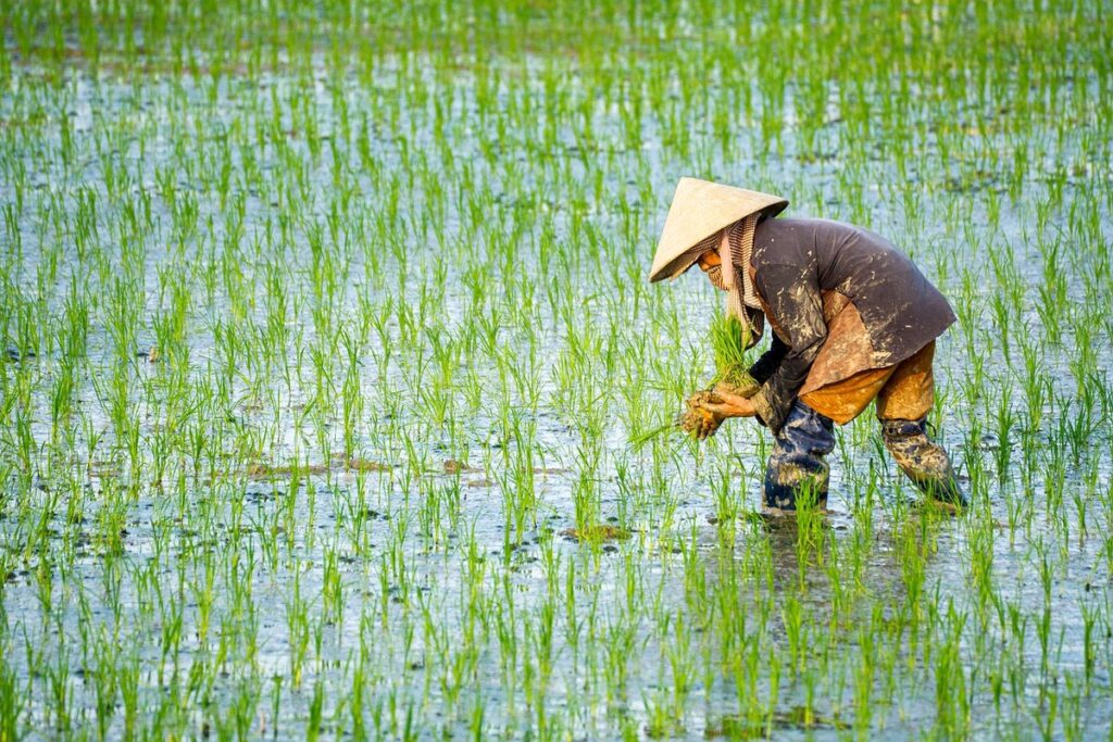 wet rice farming
