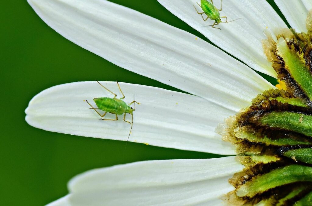 white aphids on plants