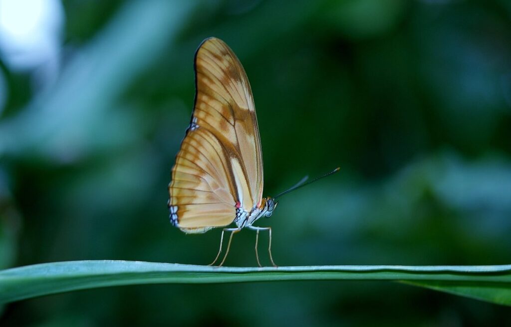 whitefly insect