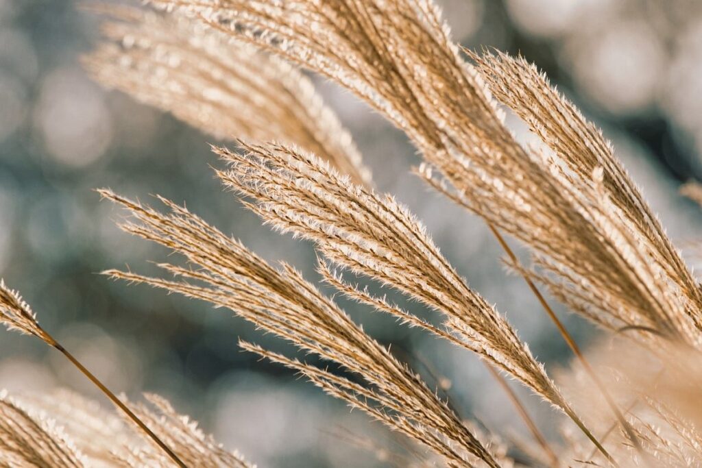 winter wheat