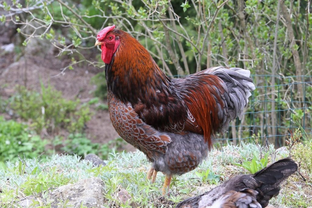 wyandotte poultry