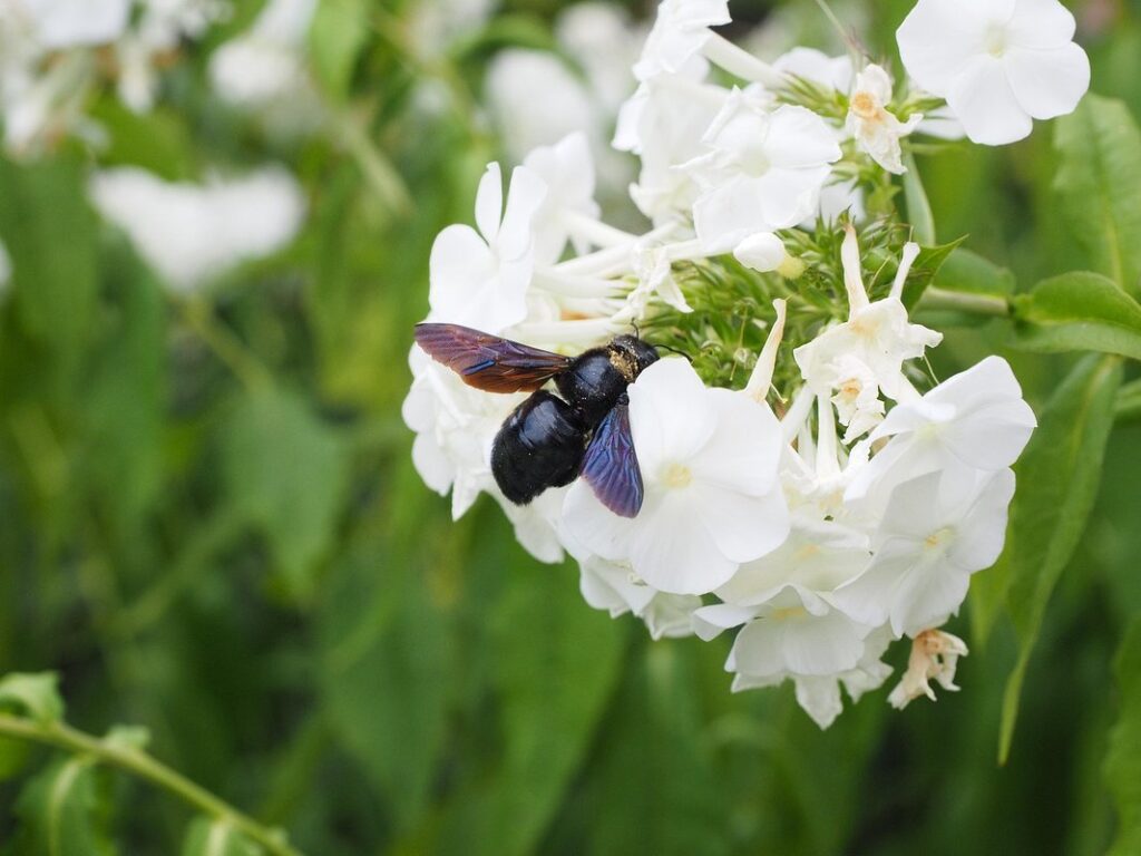 are bees endangered