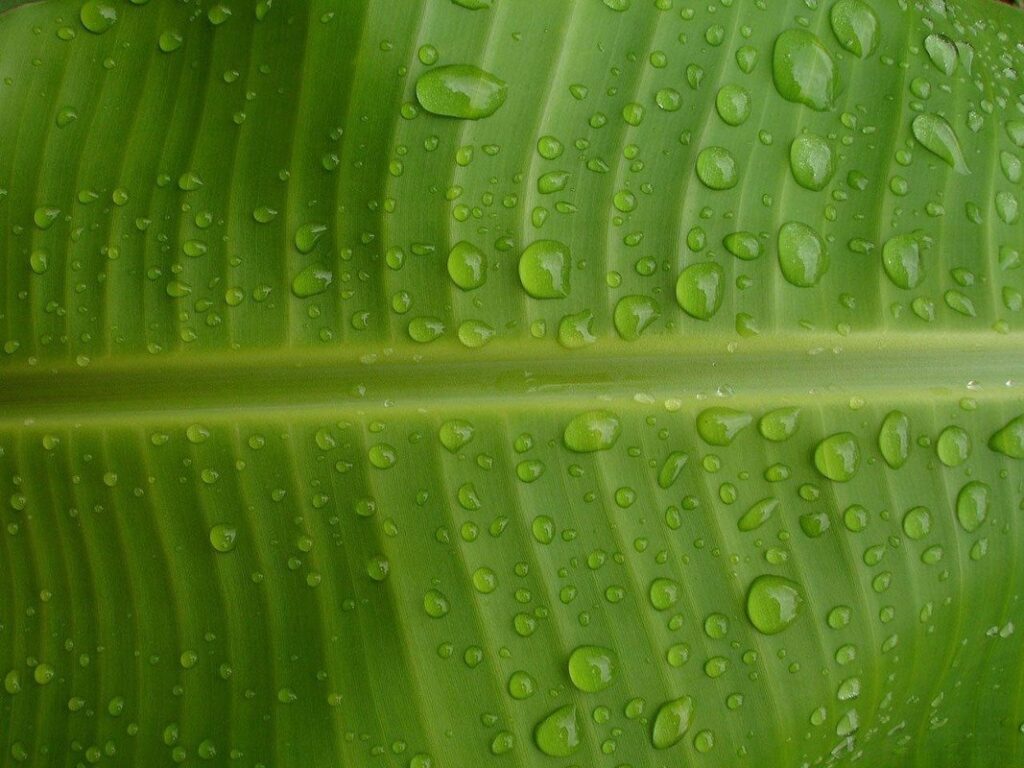 Banana watering
