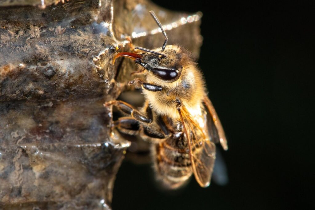 Bee in soil