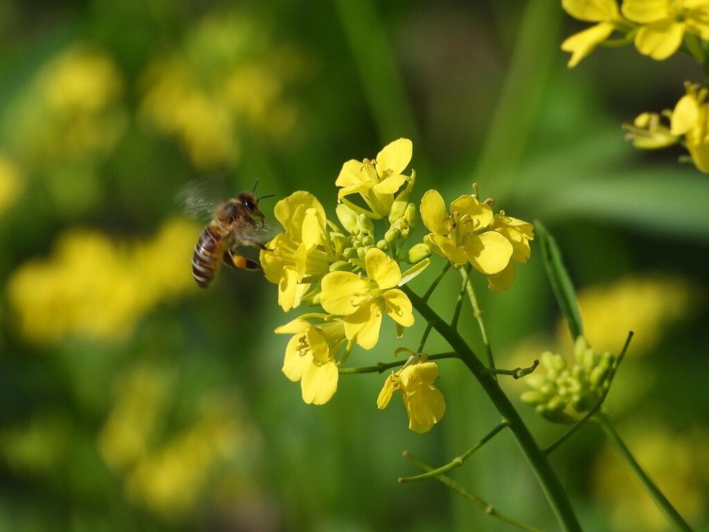 how to cultivate bees