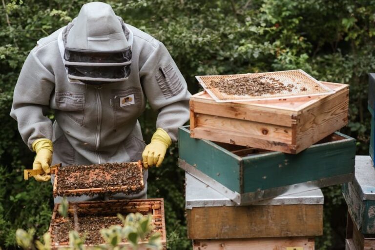 how difficult is it to keep bees