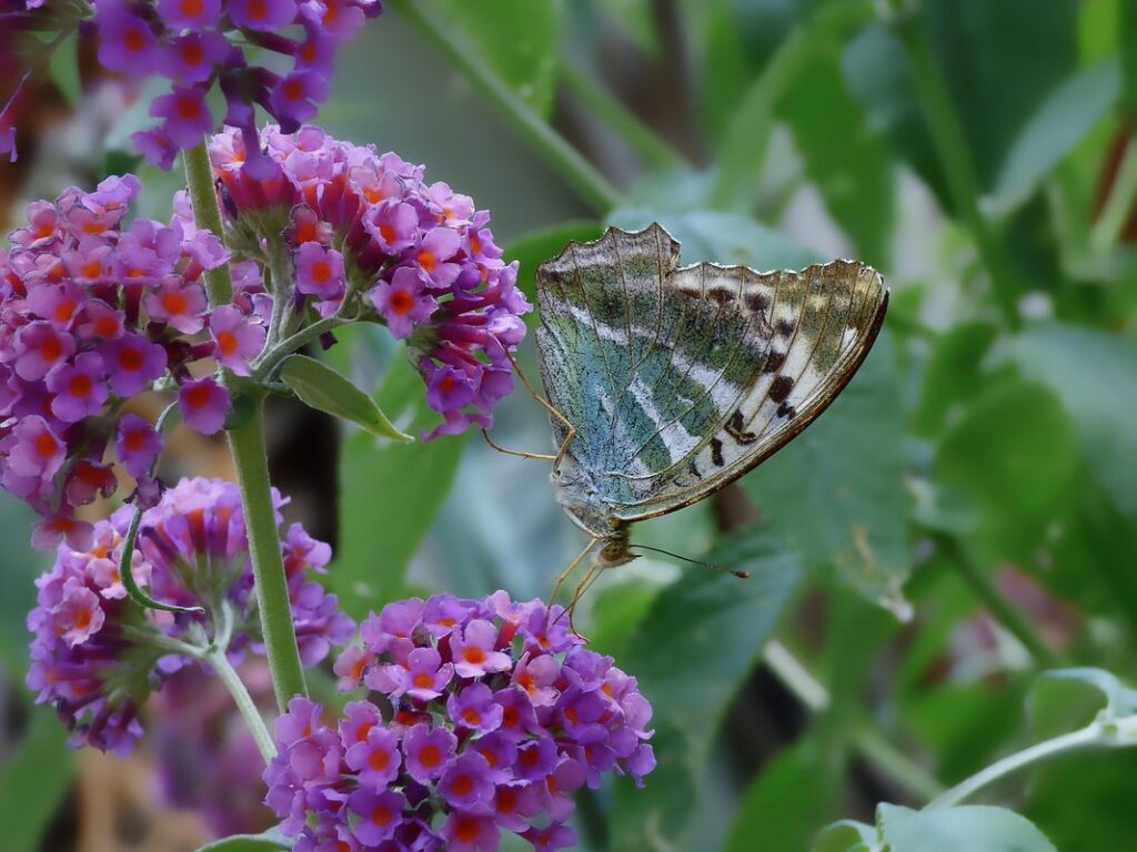 annual flowers that attract butterflies