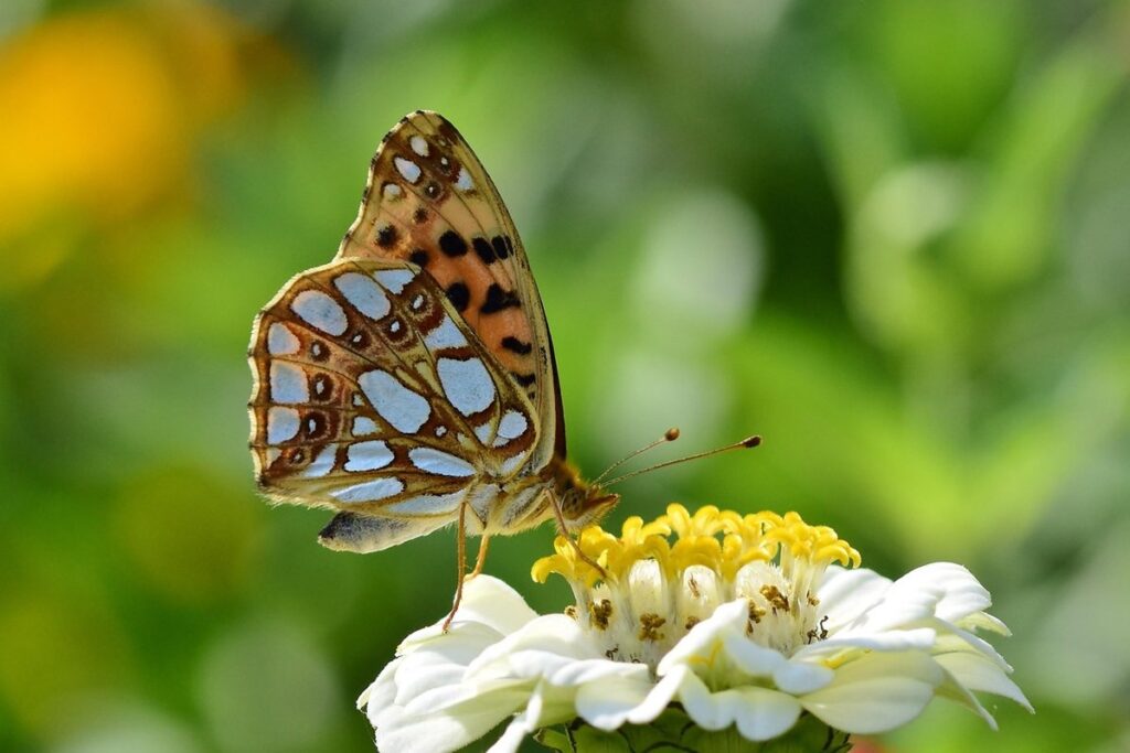 native plants that attract butterflies